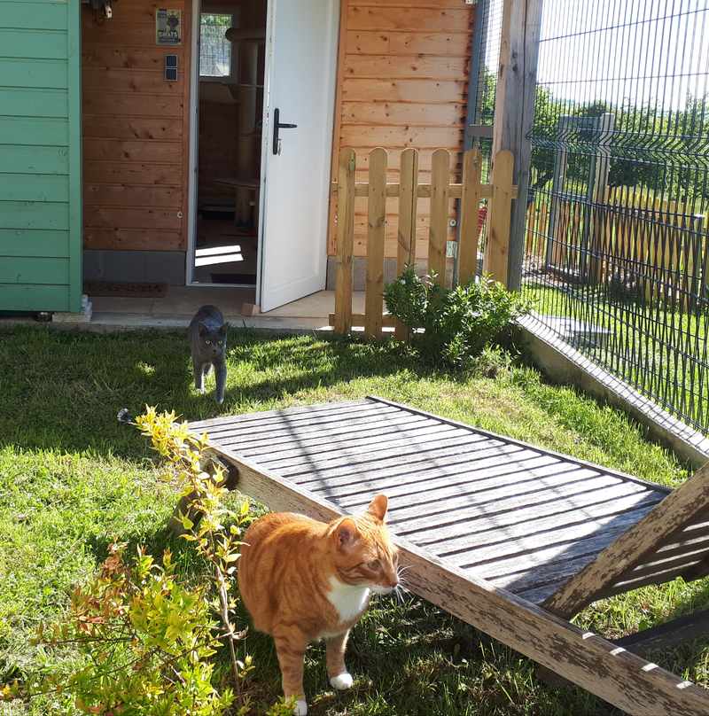 Un chat profitant de l'espace extérieur au milieu de la verdure
