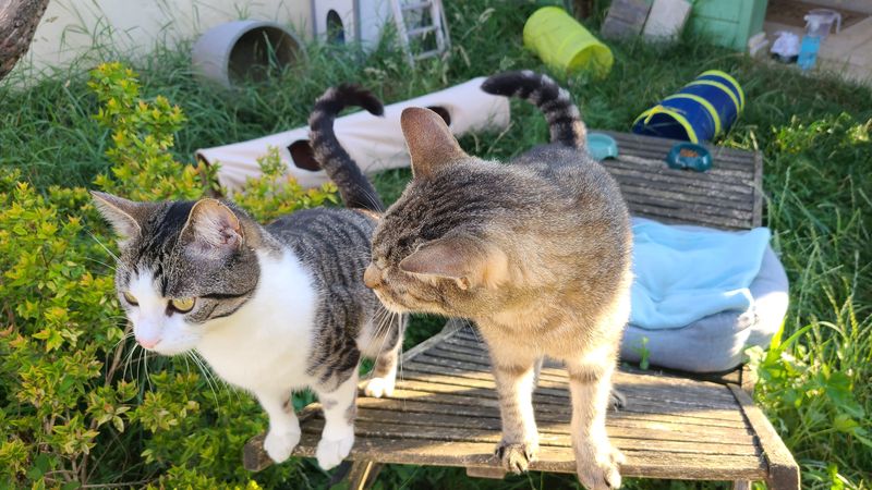 Un chat dans le jardin de la pension