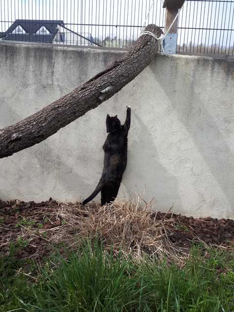 Chat au Domaine de Mirabelle