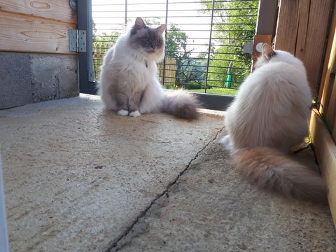 Chat au Domaine de Mirabelle