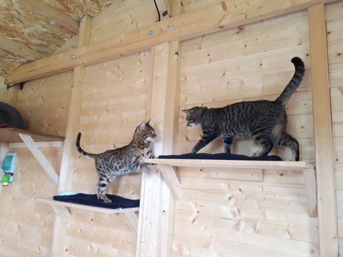 Chat au Domaine de Mirabelle