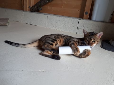 Chat au Domaine de Mirabelle