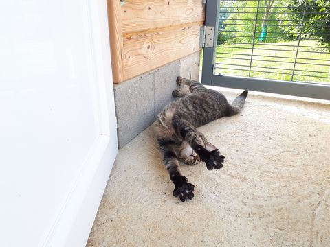 Chat au Domaine de Mirabelle