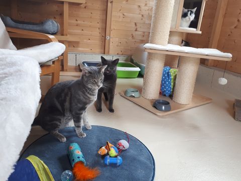 Chat au Domaine de Mirabelle