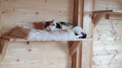 Chat au Domaine de Mirabelle