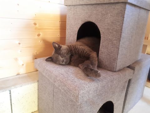 Chat au Domaine de Mirabelle