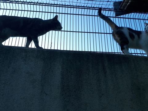 Chat au Domaine de Mirabelle