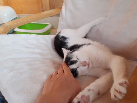 Chat au Domaine de Mirabelle