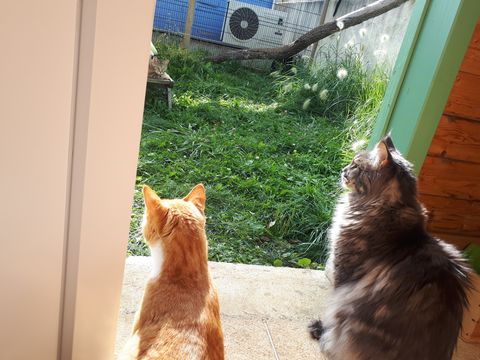 Chat au Domaine de Mirabelle