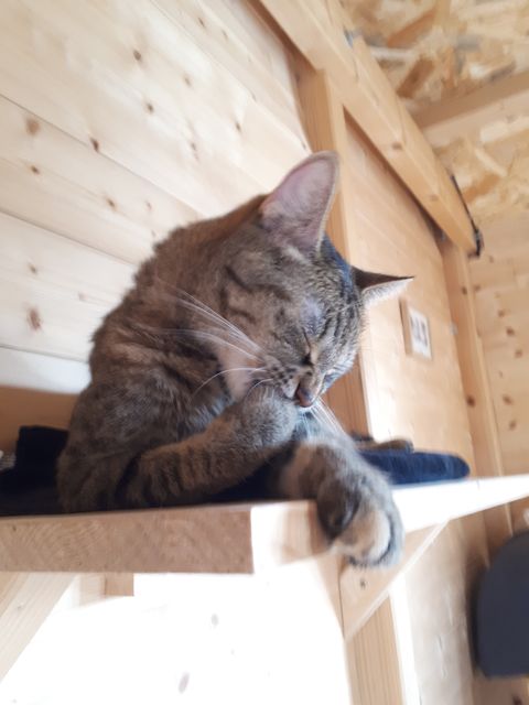 Chat au Domaine de Mirabelle