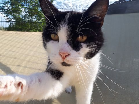 Chat au Domaine de Mirabelle