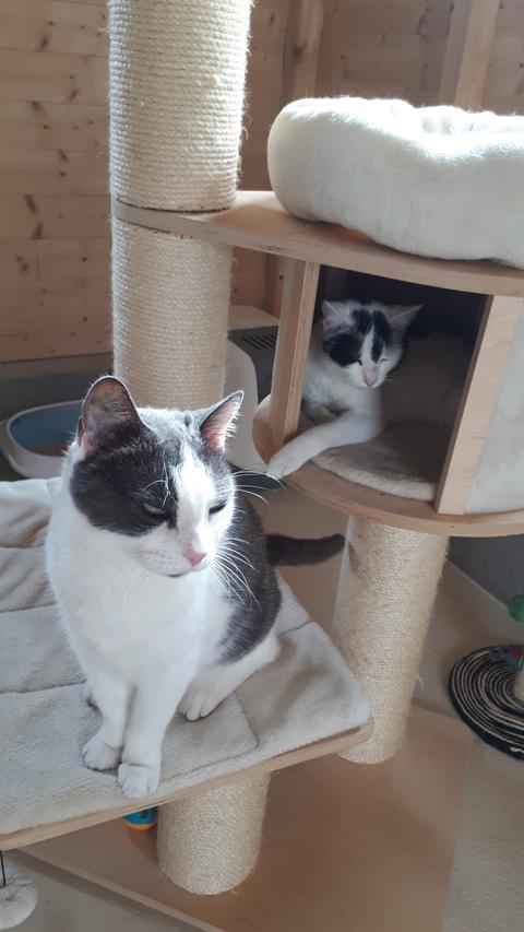 Chat au Domaine de Mirabelle