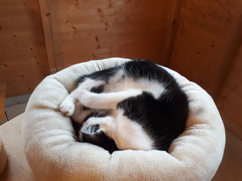 Chat au Domaine de Mirabelle