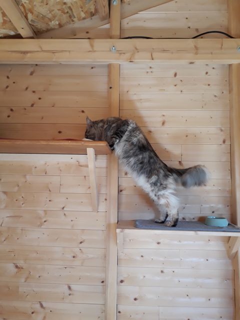 Chat au Domaine de Mirabelle
