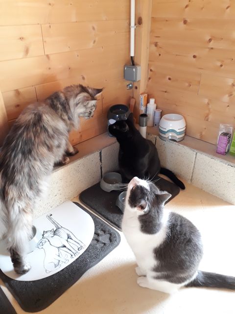 Chat au Domaine de Mirabelle