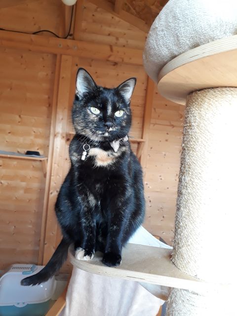 Chat au Domaine de Mirabelle