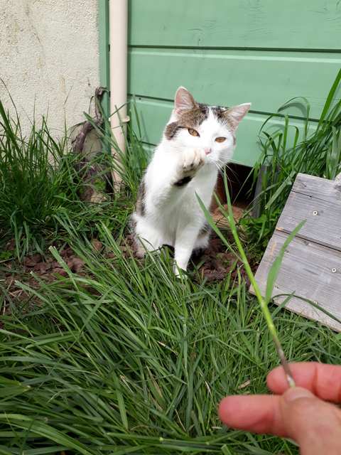 Chat au Domaine de Mirabelle