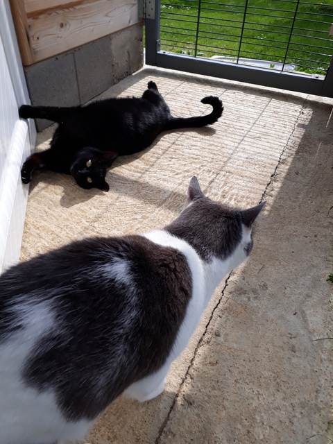 Chat au Domaine de Mirabelle