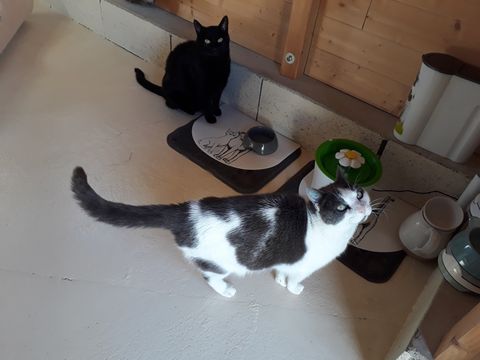 Chat au Domaine de Mirabelle