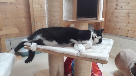 Chat au Domaine de Mirabelle
