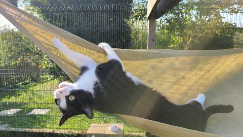 Chat au Domaine de Mirabelle