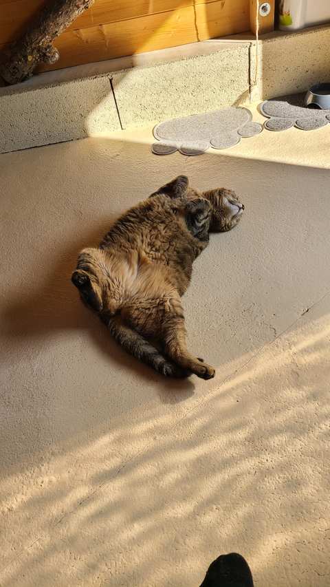 Chat au Domaine de Mirabelle