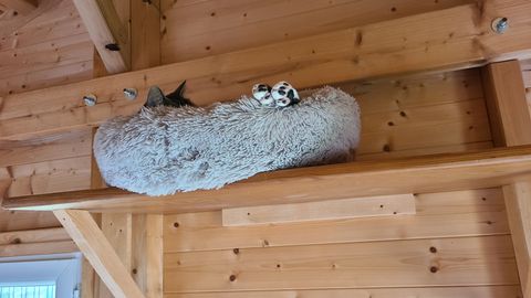 Chat au Domaine de Mirabelle