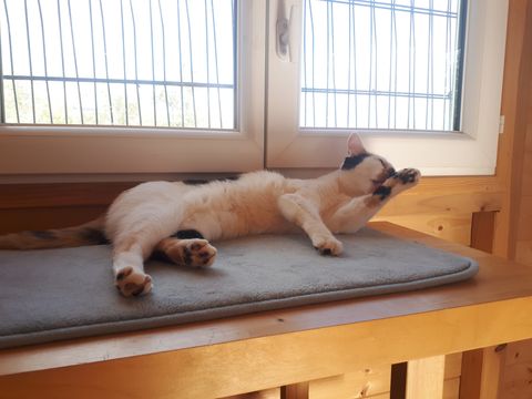 Chat au Domaine de Mirabelle