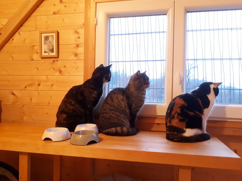 Un chat installé dans l'espace intérieur de la pension