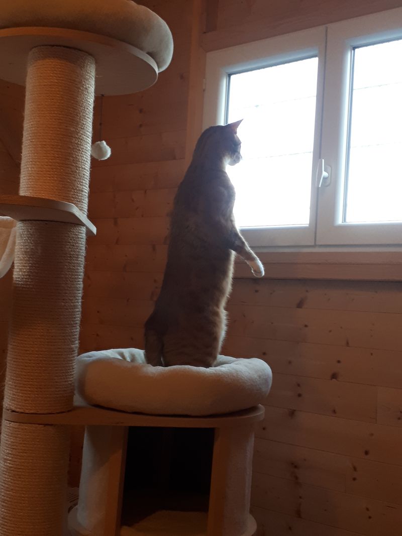 Un chat sur les aménagements en hauteur de la pension